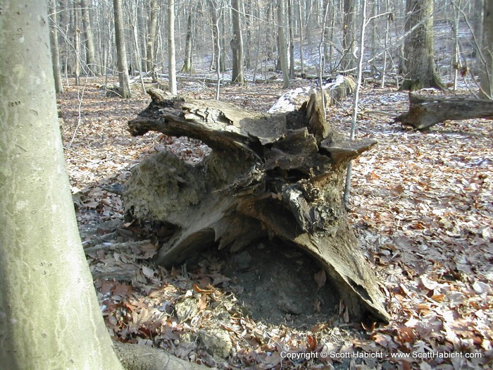 The cache was hiden behind a loose piece in the end of the stump. It took us 20 minutes to find it.