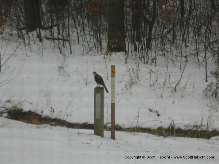 This hawk killed 4 birds, that we saw, in our backyard.