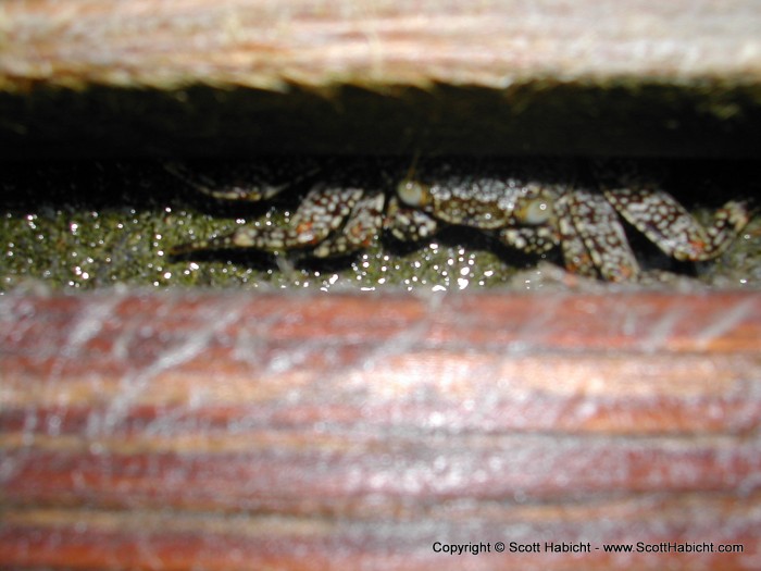 A crab under the dock.