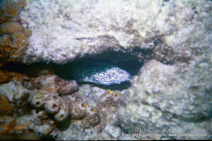 An eel. He was about four feet long.