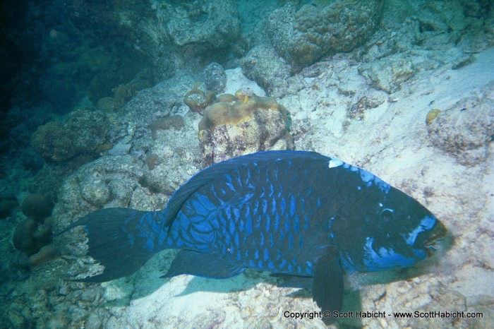 This guy was about 3-4 feet long with incredible color.