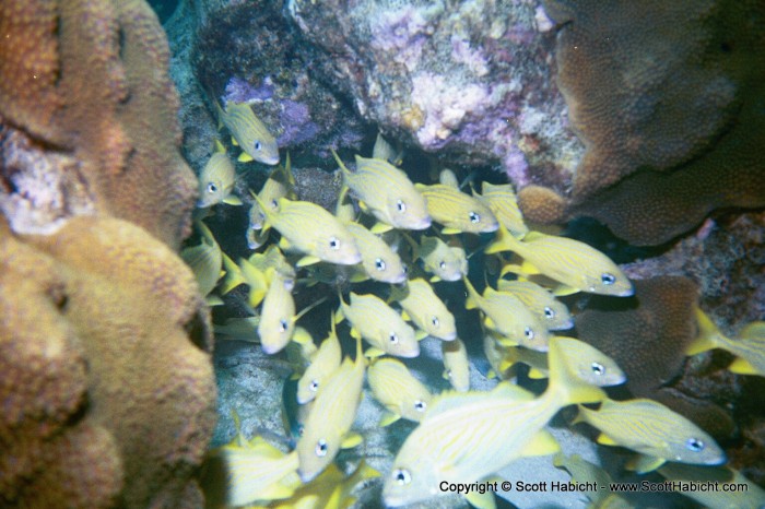 My favorite shot of all the underwater ones.