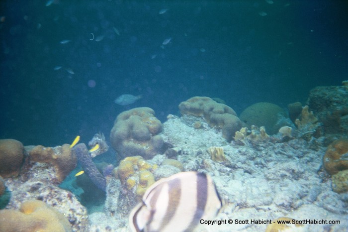 The reef at this spot was a wall that extended from about 30 feet below to 130 feet below.