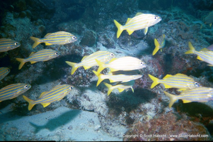 The entire waters surrounding the island are a protected marine park.