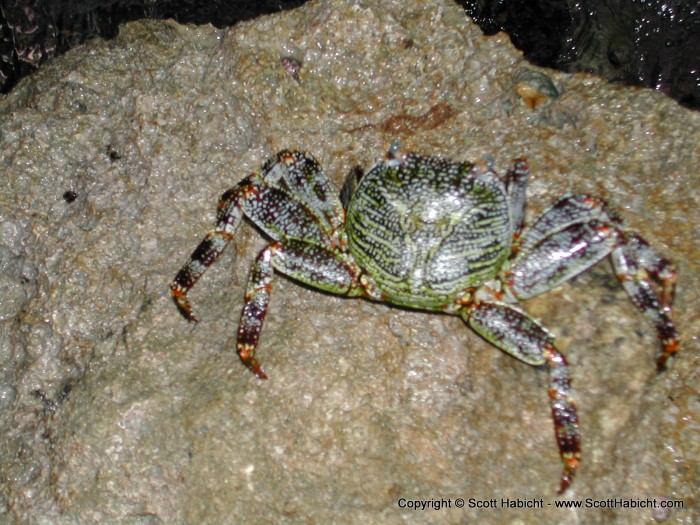 These crabs were all along the beaches. I thought their color was really cool.