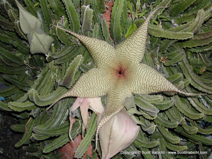 The flower smelled like...well...carrion and it attracts flies to pollinate it.