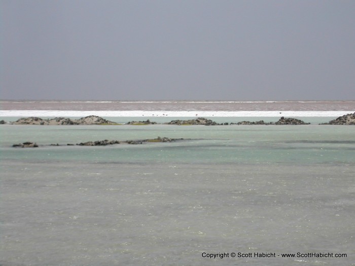 The black spots in the white area are Flamingos, the national bird.