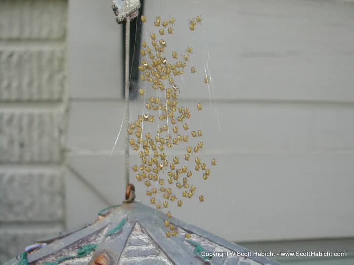 These were some baby spiders I found behind my house.