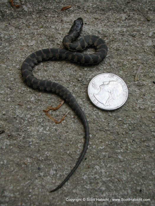 Found this snake in my basement stairwell.