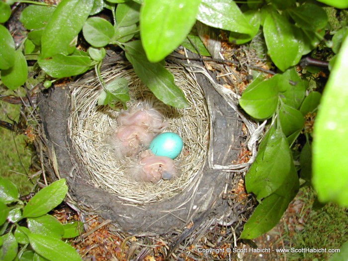 Some baby robins in our front yard.