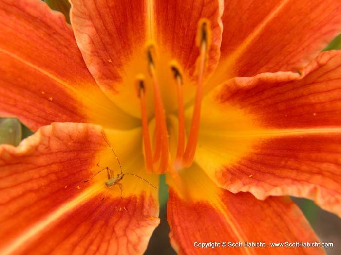 Playing with the macro lens, I found this bug in a flower.