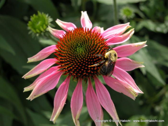 Look at the texture in that flower.