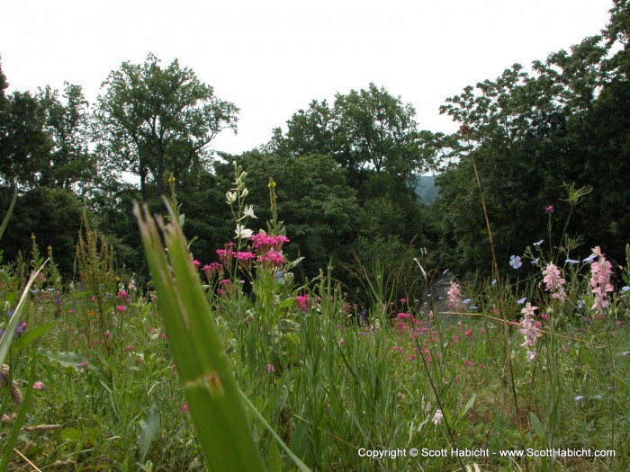 Looking down the hill from in front of the Patapsco Female Institute.