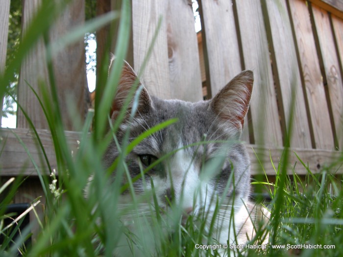 Switch, as seen from the point of view of the about-to-be-eaten mouse.