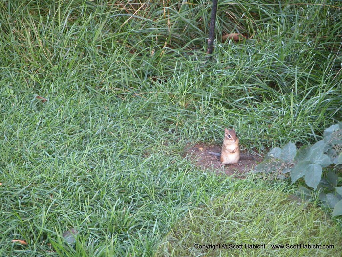 I think this is the guy eating my strawberries.