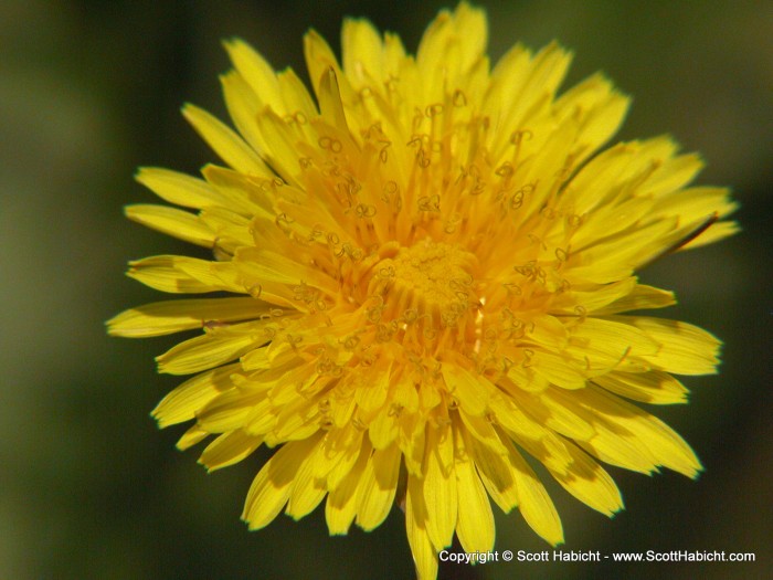 Dandelion.