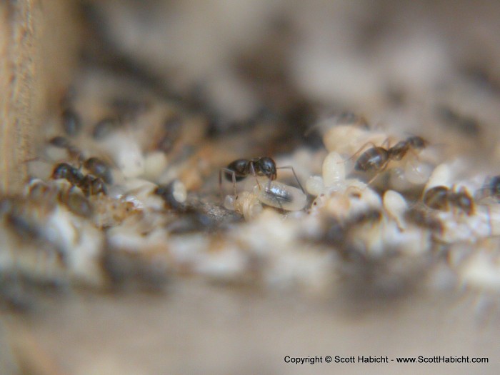 These are ants, and their eggs, that were found in my bird box.