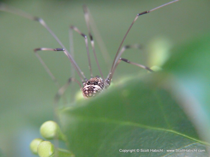 A daddy long leg.