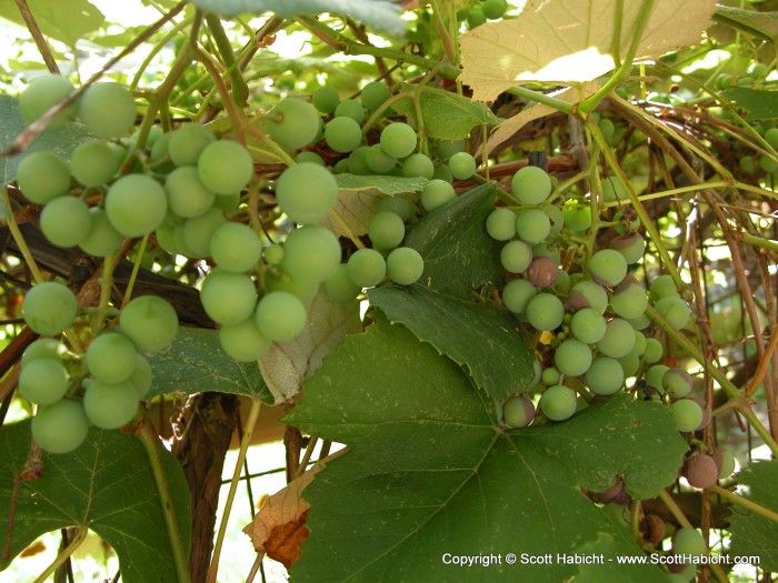 A day over at Drew's house finds grapes growing...