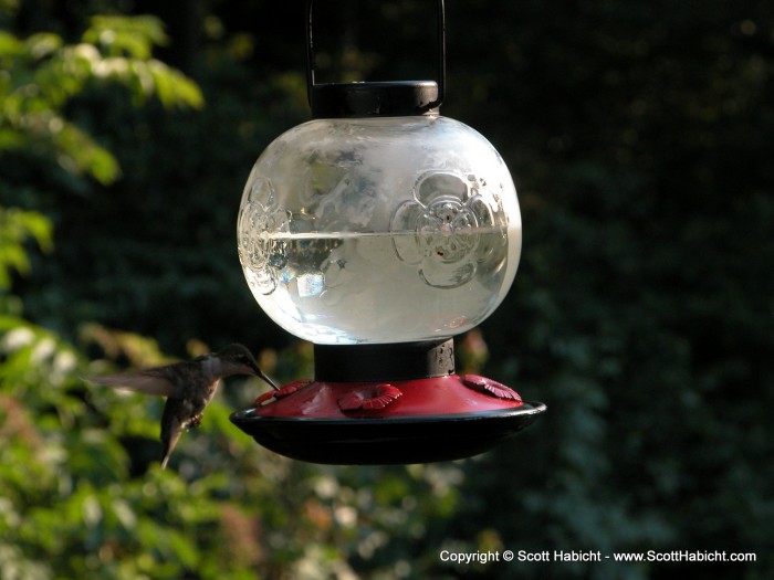 A hummingbird comes to drink from my feeder.