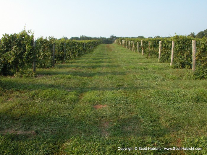 Rows and rows of grapes...