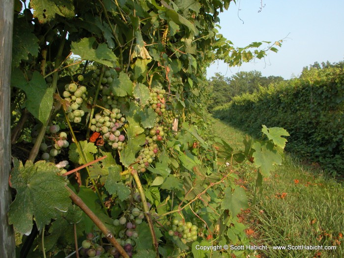 almost ready to be picked and made into wine.