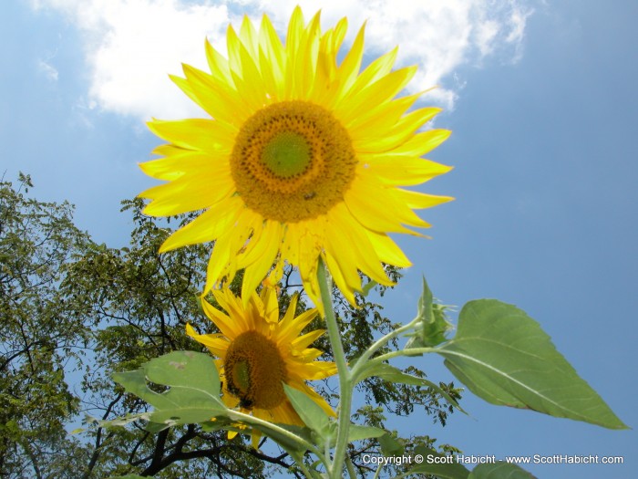 A sunflower growing outside.