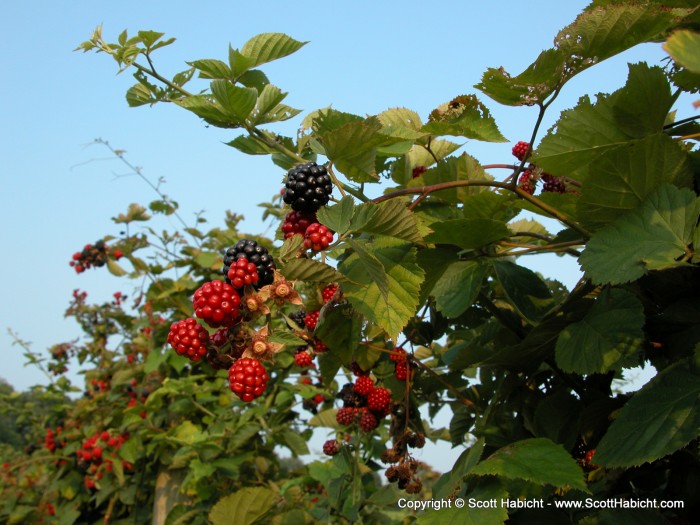 With some time to kill, we went for a drive around the farm again, and ate some black berries.