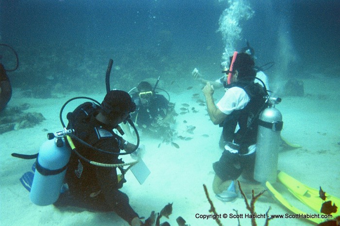 The divemaster brought some bread down and was feeding the fish.