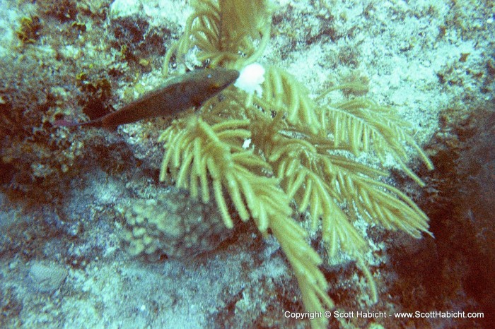 A trumpet fish.