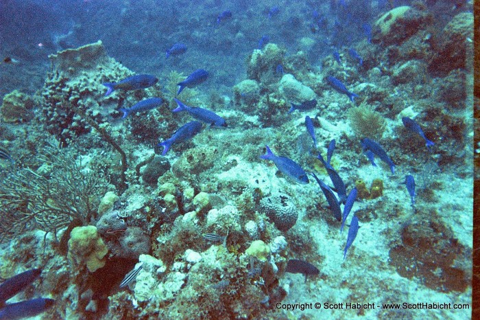 I swam with this school for a little while.