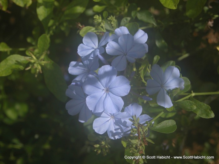 and lots of pictures of tropical flowers.