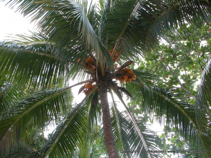 These were dropping all over the place, but I only heard one report of a coconut hitting someone.