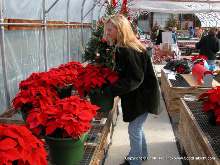 Kelli went and grabbed some poinsettias.