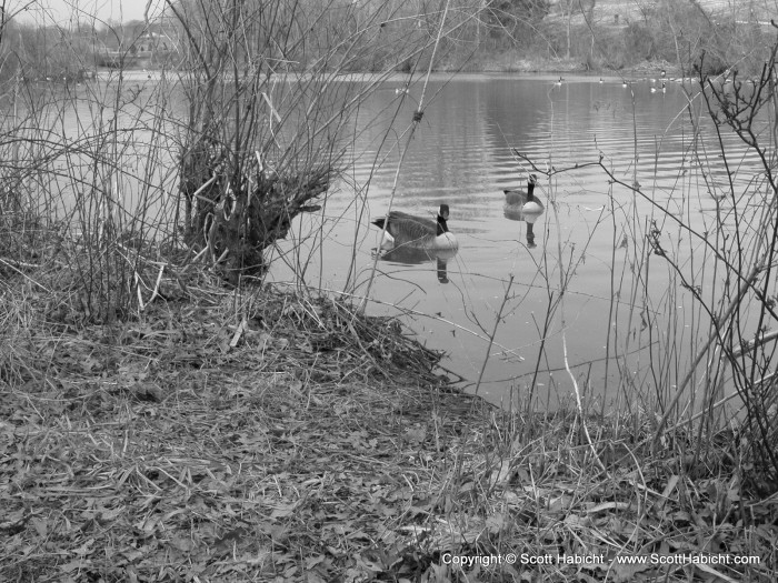 Some geese hanging out.