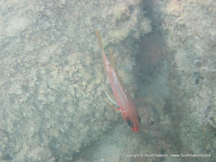 A Squirrelfish.