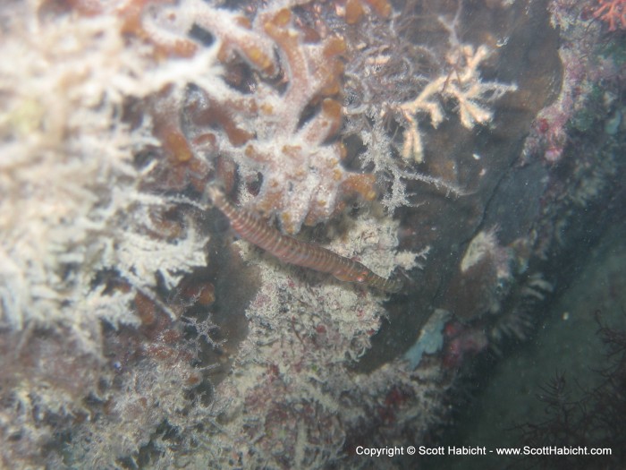 A shortfin pipefish.