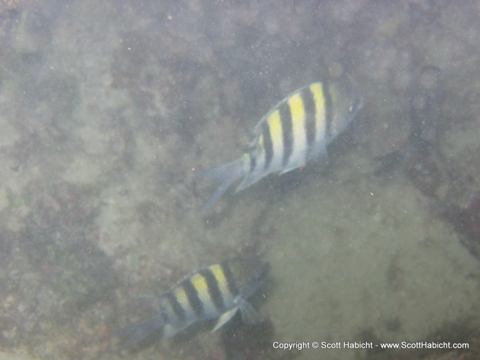 A pair of sergeant majors.