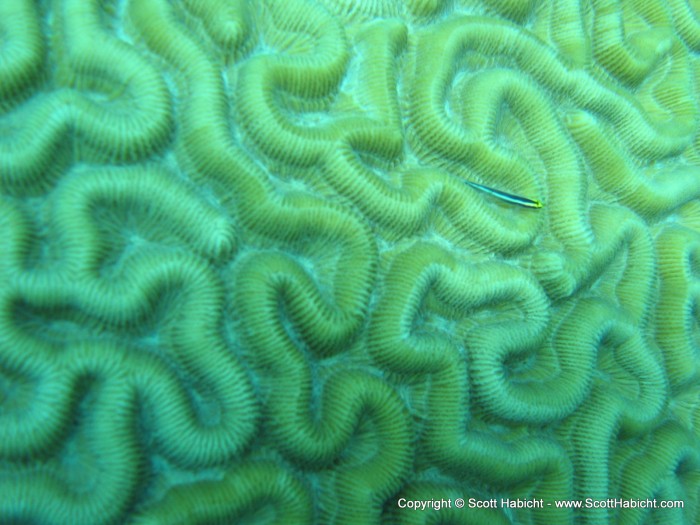 A little fish hanging out on some brain coral.