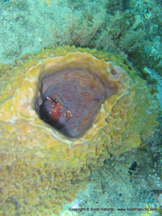 A crab hides in a sponge.