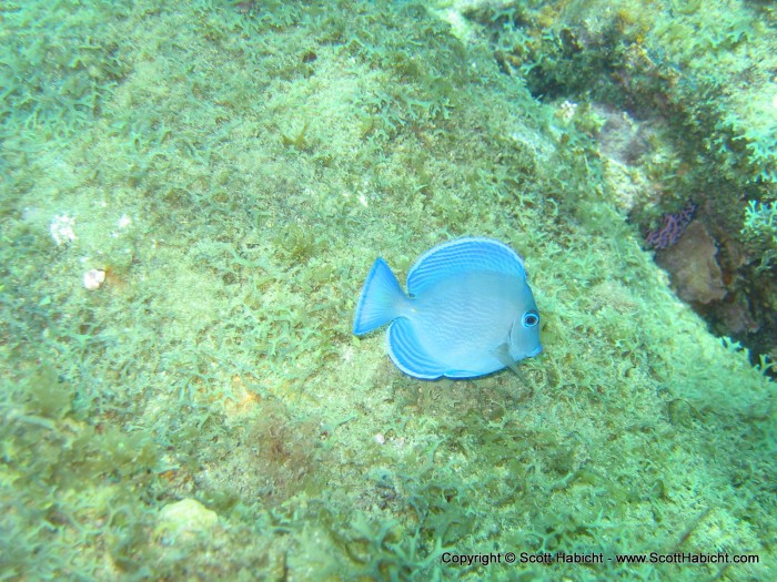 A good shot of a tang.