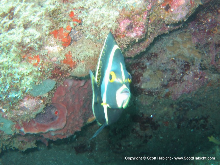 An angel fish.