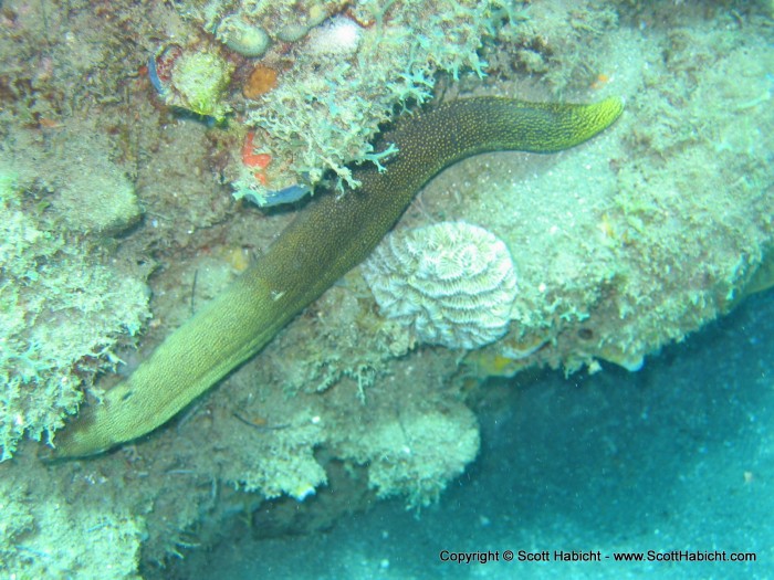 Everyone's favorite, the moray eel. He was about 2-3 feet long.