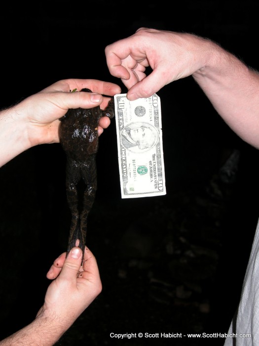 Check out the frog we caught in Mathew's pond.