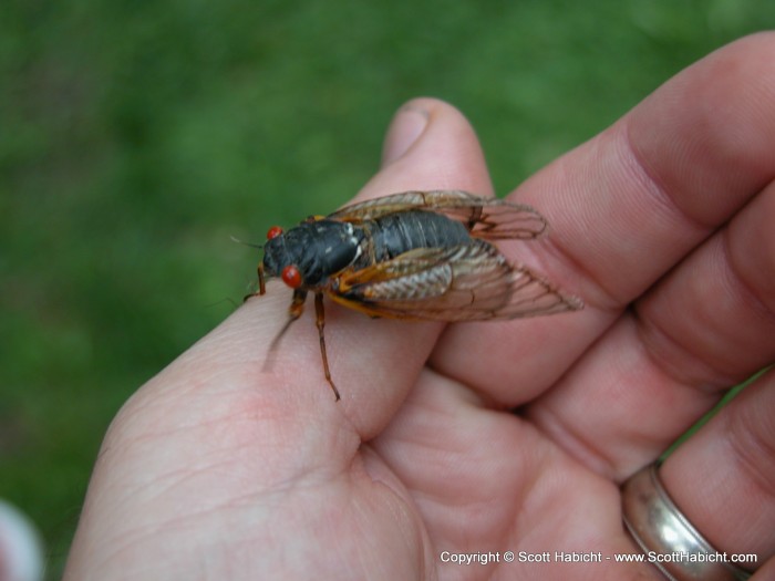 The first cicada of the season.