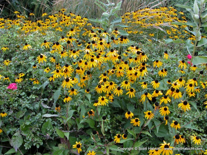 The Maryland state flower (Black-eyed Susan) in Virgina.