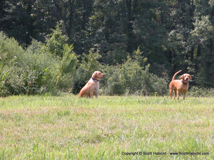 These dogs were over by the grapes. These dogs, unlike others, were very friendly.