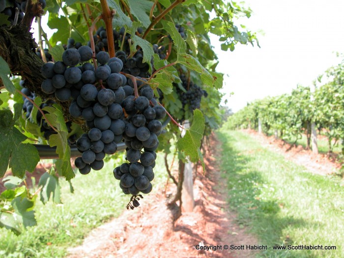 These are cabernet sauvignon grapes, two weeks away from picking....