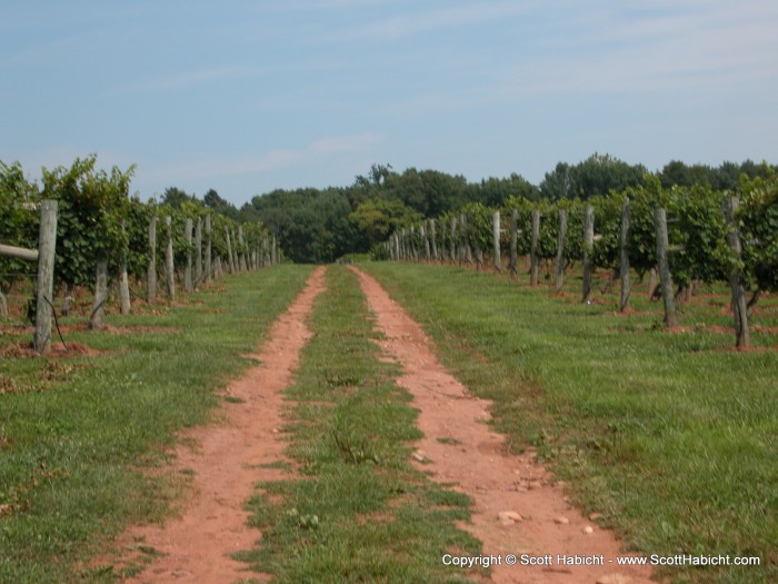 Looking down through the rows of grapes.