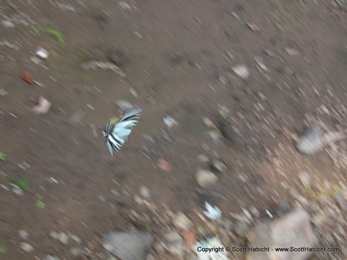 Butterfly, in motion.